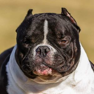 Meet your Posher, Moses